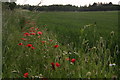 Poppies by the footpath, looking towards Waltham Golf Course in DN37 0HB