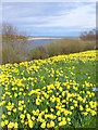 Daffodils at Brig o' Don in AB23 8EA