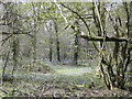 Bluebells in Breamore Wood in SP6 2DB