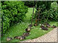 A family of ducklings in IP31 3HE