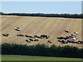 Waterston: field of cows in DT2 7SR