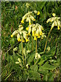 Cowslips outside Newton Hanzards Plantation in TS22 5SE