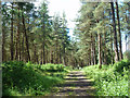 Coniferous woodland in GU26 6JD