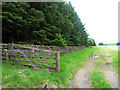 Plantation and field access near Gotterbie Hill in DG11 1TA