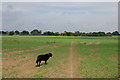 St Peter's Way crossing field in CM3 6RG