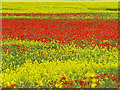 Poppies growing amongst oil seed rape in KY16 0BP