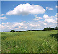 Oilseed rape crop by Longham in Longham