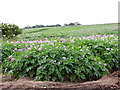 Potato crop by Dykemoor Barn in PE32 2RT