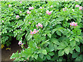 Flowering potato plants in PE32 2RT