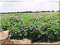 Flowering potato crop in PE32 2RP
