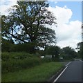 Tree at turning from A30 to Cricket Malherbie in TA20 4AS