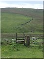 Stile and sheep near Lumbs Farm in ST13 8UN