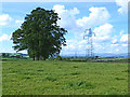 Clump of trees and pylons near Clifton in Clifton