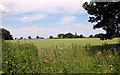 Wheat crop beside Hungate Common in Weston Green