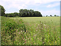 Crop fields by Hungate Common in Weston Green