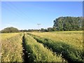Through the Cornfield in WA3 4AS