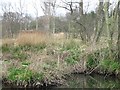 Scrub and woodland along the River Bure in NR12 8XB