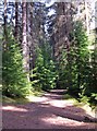 Inverfarigaig Forest in IV2 6XR