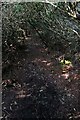 Overgrown footpath, Whitehough Wood in ST10 2JS