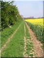 Footpath, hedgerow and oilseed rape field in CT3 1PN