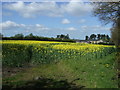Oilseed rape crop, Stonehills Farm in NG18 5BN