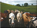 Cattle jam north of Sleagill in Sleagill