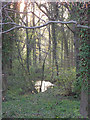 Woodland and stream at Drakelow in DE15 9HT