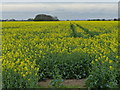 Oil seed rape crop at Baston Fen in PE6 9PU