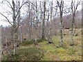 Birch woods, Glen Garry in PH18 5UN