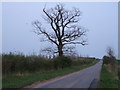 Tree on Crouch Hill in Kelshall