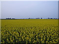 Field of Rape near Heath Farm in SG7 6SE