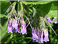 Comfrey (Symphytum sp) in AB54 7JS