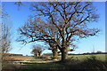 Farm track and field boundary with oak trees in Eastern English Region