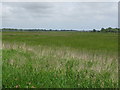 Wetland beside the River Thurne in NR29 3BX