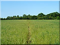 Footpath towards Hazeleigh Hall in Hazeleigh