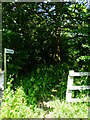 Footpath to Poyle Farm enters strip of woodland in GU10 1EX