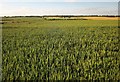 Wheat near Almshouse Copse in SN8 3JE