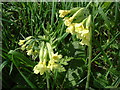Essex Oxlip in CB10 2PR