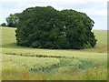 Overgrown marl pit near Castle Acre in PE32 2BH