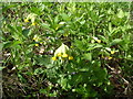 Cowslips in CB10 2PR