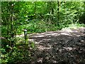 Bridleways merge in Cleygate Copse in GU3 3EB