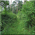 Woodland path in Phyllis Currie Nature Reserve in CM3 1NL
