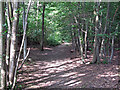 Path in Moat Wood in CM3 1NP
