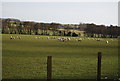 Sheep, Horton View Farm in TN25 6AS