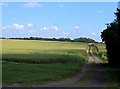Track through wheat field near Rickling Green in CB11 3YH