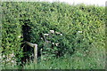 Footpath through the hedge in MK18 4JS