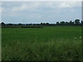 Crop field off Hose Lane in Clawson, Hose and Harby