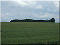 Crop field and woodland in LE14 4SR