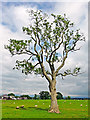 Ash tree in a field, with sheep in CA11 9TL