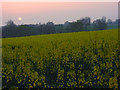Oil-seed rape, Chute Forest in SP11 9DH